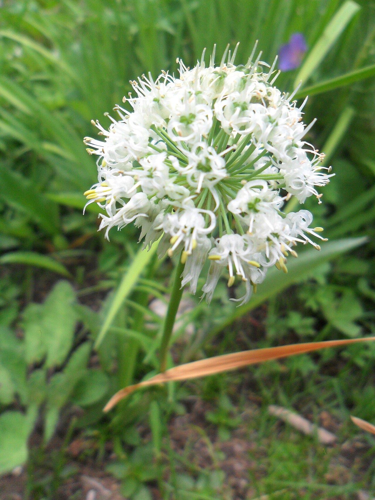 Allium fasciculatum: Use as spice in Himalayan Region in Nepal