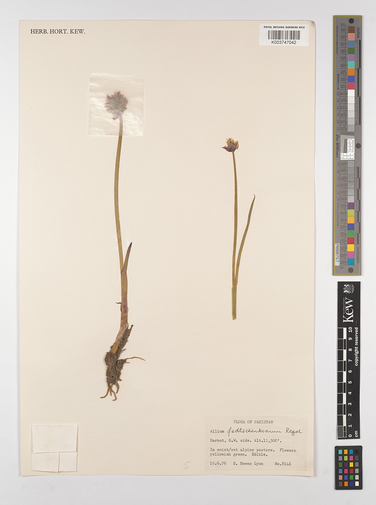 Allium fedtschenkoi: Allium fedtschenkoi — Herbarium specimen from Darkot, S.W. side., Pakistan. Collected by Bowes Lyon, S. (1976-06-19). Recorded in GBIF occurrence 4602118139 .