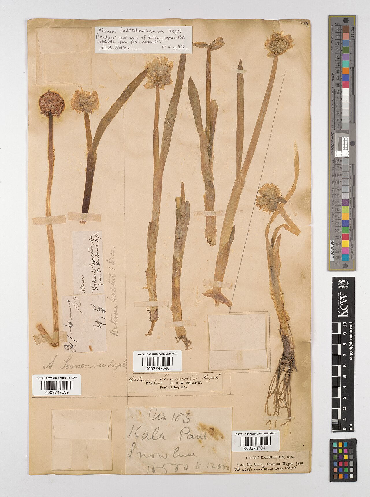 Allium fedtschenkoi: Allium fedtschenkoi — Herbarium specimen from Kashgar.. Collected by Bellew, H.W.. Recorded in GBIF occurrence 4602117134 .