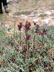 Allium feinbergii (Allium feinbergii)