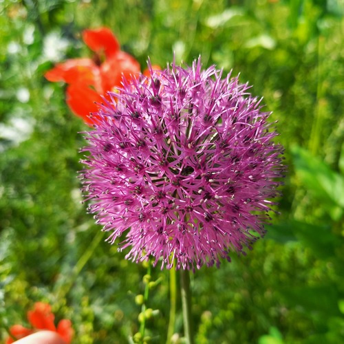Allium fetisowii (Allium fetisowii)