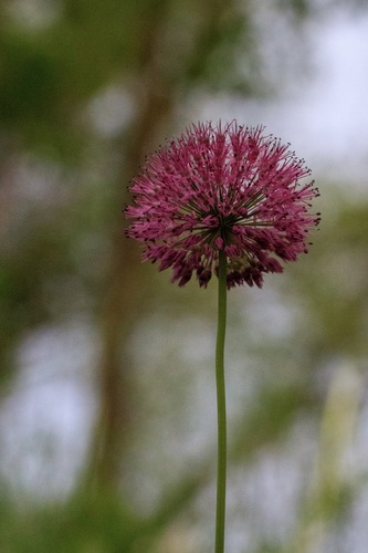 Allium fetisowii (Allium fetisowii)