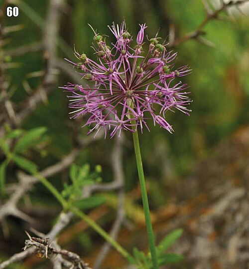 Allium fetisowii: Allium fetisowii'