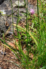 Allium fetisowii (Allium fetisowii)