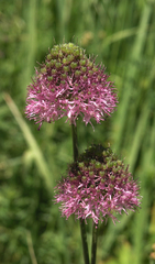 Allium fetisowii (Allium fetisowii)