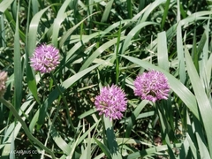 Allium fetisowii (Allium fetisowii)