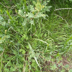 Allium fetisowii (Allium fetisowii)