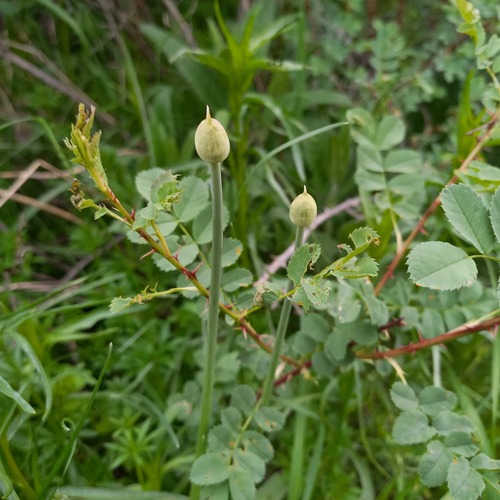 Allium fetisowii (Allium fetisowii)