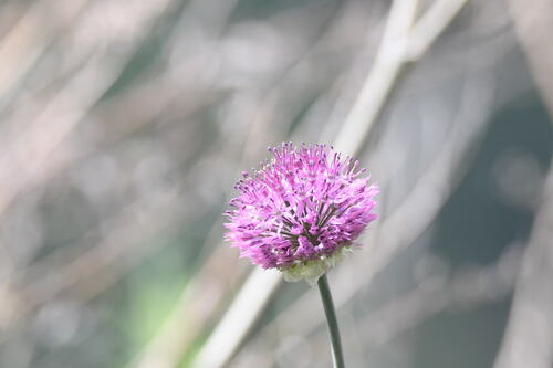 Allium fetisowii (Allium fetisowii)