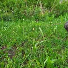 Allium fetisowii (Allium fetisowii)