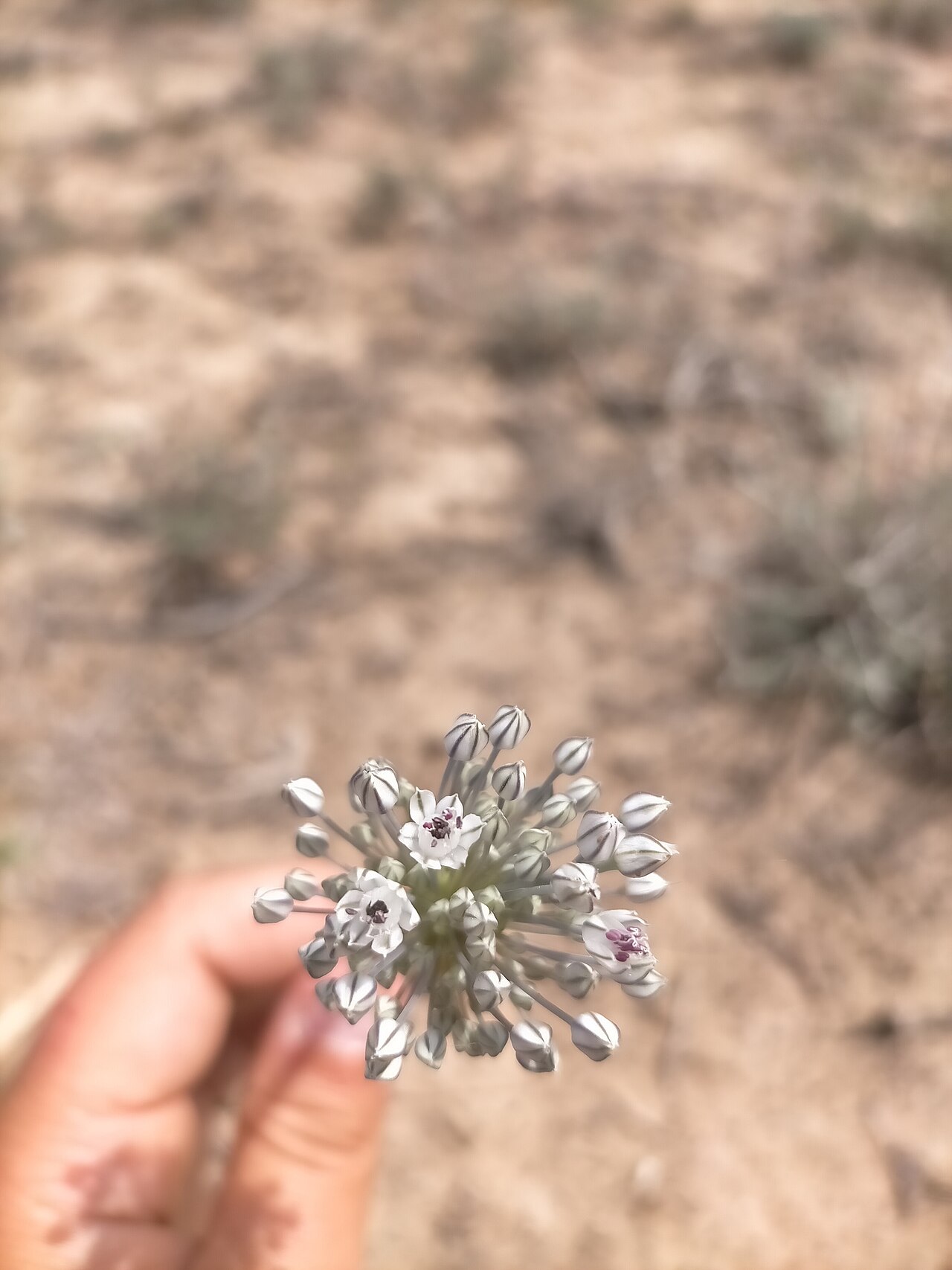 Allium filidens: Allium filidens