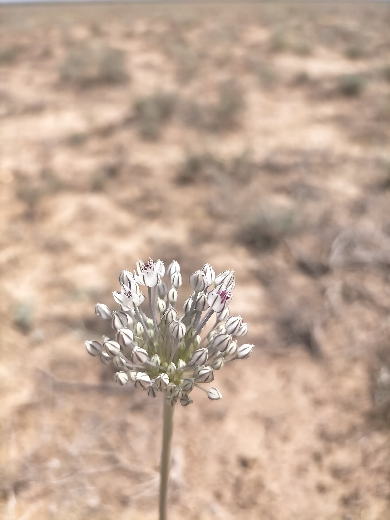 Allium filidens: Allium filidens