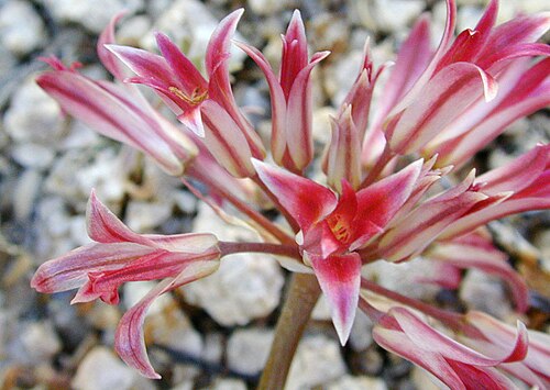 Fringed onion: Allium fimbriatum at Joshua tree