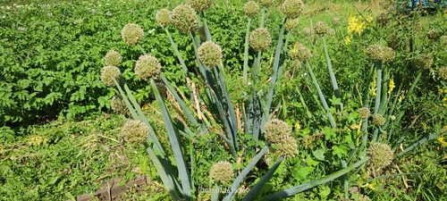 Welsh onion (Allium fistulosum)