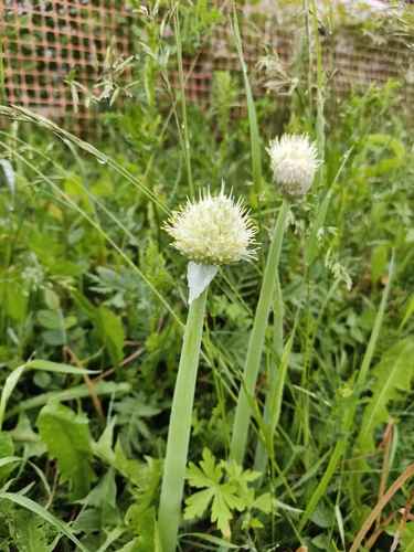 Welsh onion (Allium fistulosum)