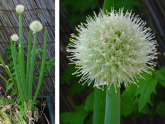 Welsh onion: Plant en bloem van stengelui