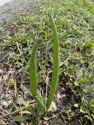 Welsh onion (Allium fistulosum)