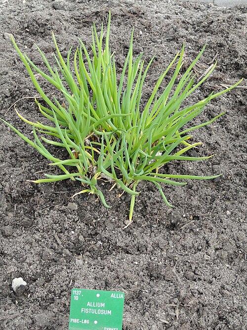 Welsh onion: Botanical specimen in the University of Copenhagen Botanical Garden, Copenhagen, Denmark.