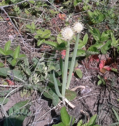 Welsh onion (Allium fistulosum)