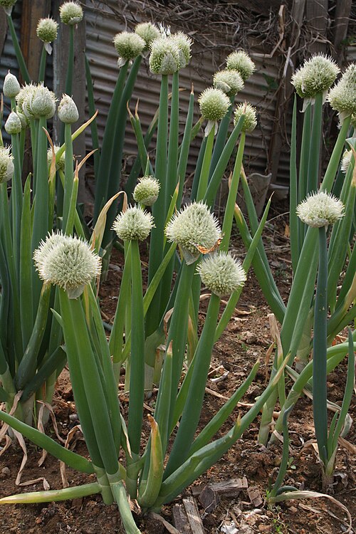 Welsh onion: Allium fistulosum
