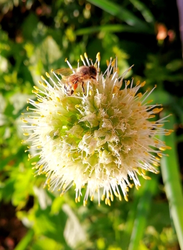 Welsh onion (Allium fistulosum)