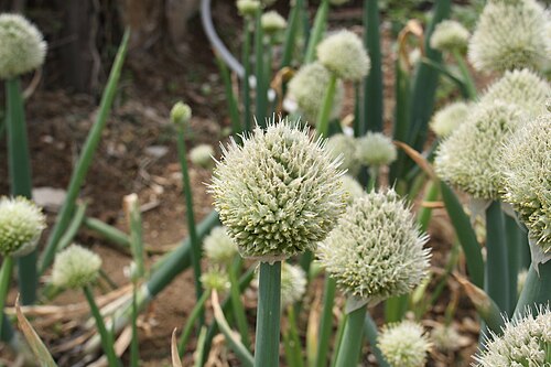 Welsh onion: Allium fistulosum in Bupyung, Korea
