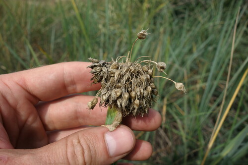 Welsh onion (Allium fistulosum)