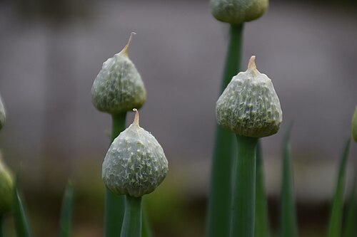 Welsh onion: Allium fistulosum in Botanical Garden of Besançon
