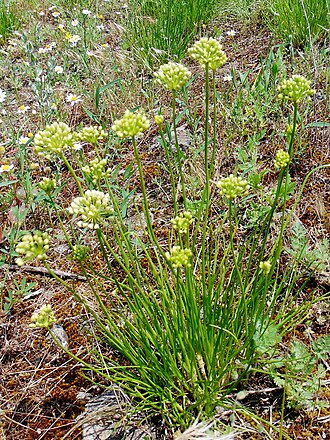 Allium flavescens: Цибуля жовтіюча (Allium flavescens) — раритетний вид, занесений до Червоного списку рослин Запорізької області. Запорізька область. Острів Хортиця. Північна час