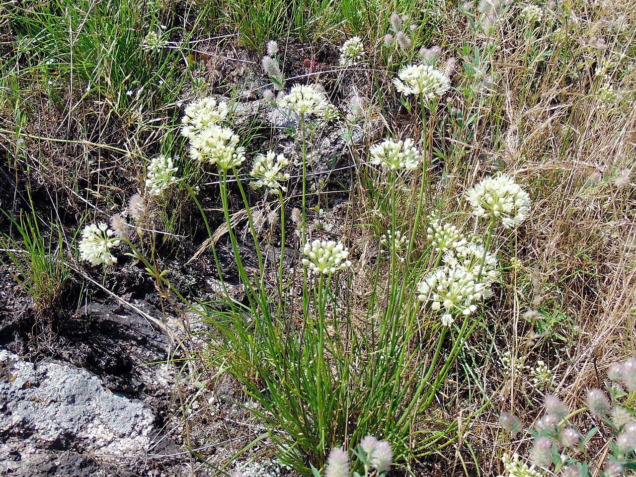 Allium flavescens: Цибуля жовтіюча (Allium flavescens) — раритетний вид, занесений до Червоного списку рослин Запорізької області. Запорізька область. Запорізьке Правобережжя. Дол
