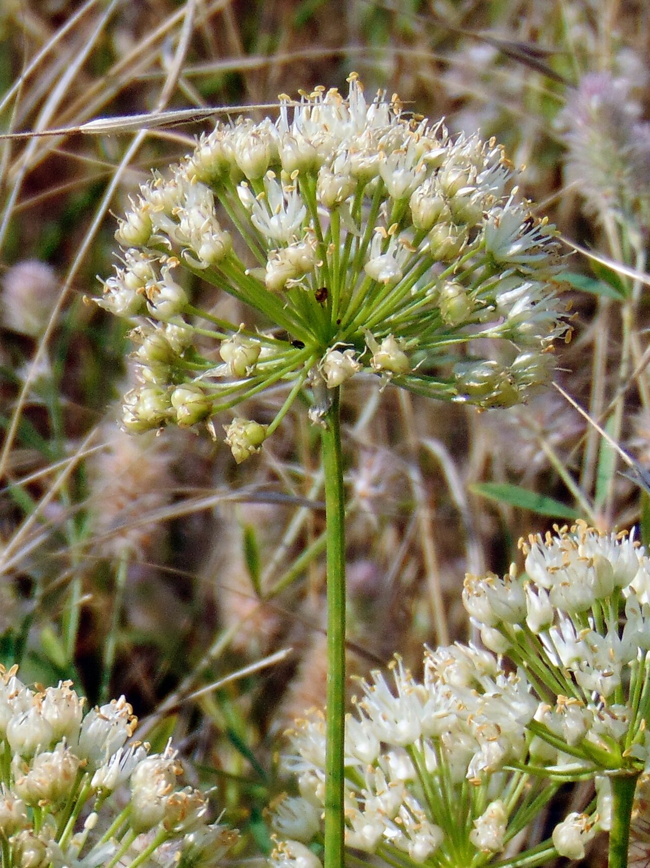 Allium flavescens: Цибуля жовтіюча (Allium flavescens) — раритетний вид, занесений до Червоного списку рослин Запорізької області. Запорізька область. Острів Хортиця. Північна час