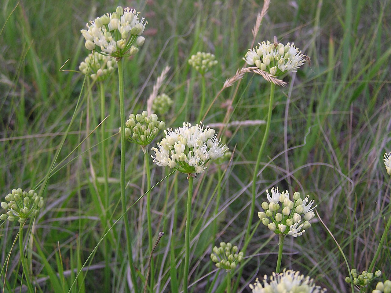 Allium flavescens: Allium flavescens Besser. Habitat: saline steppe. Vicinity of Saratov city, Russia.