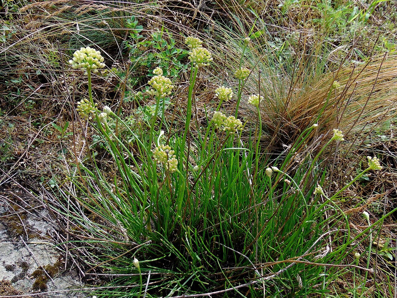 Allium flavescens: Цибуля жовтіюча (Allium flavescens) — раритетний вид, занесений до Червоного списку рослин Запорізької області. Запорізька область. Запорізьке Правобережжя. Дні