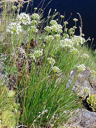 Allium flavescens: Цибуля жовтіюча (Allium flavescens) — раритетний вид, занесений до Червоного списку рослин Запорізької області. Запорізька область. Запорізьке Правобережжя. Дні