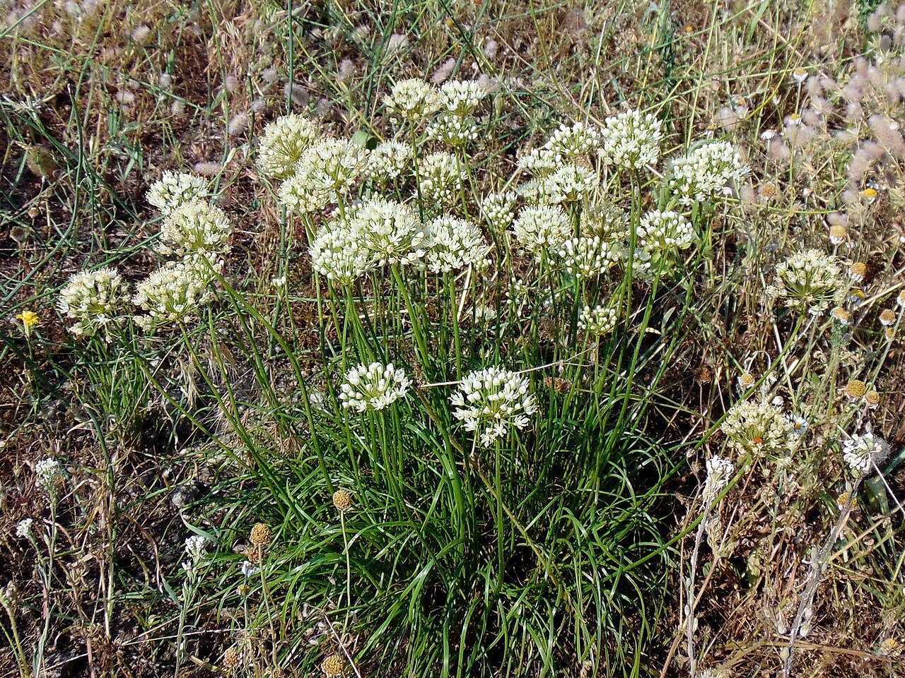 Allium flavescens: Цибуля жовтіюча (Allium flavescens) — раритетний вид, занесений до Червоного списку рослин Запорізької області. Запорізька область. Острів Хортиця. Північна час