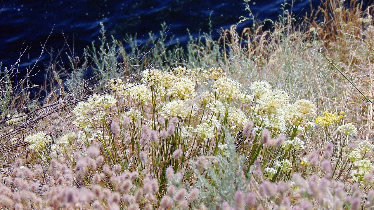 Allium flavescens: Цибуля жовтіюча (Allium flavescens) — раритетний вид, занесений до Червоного списку рослин Запорізької області. Запорізька область. Запорізьке Правобережжя. Дні