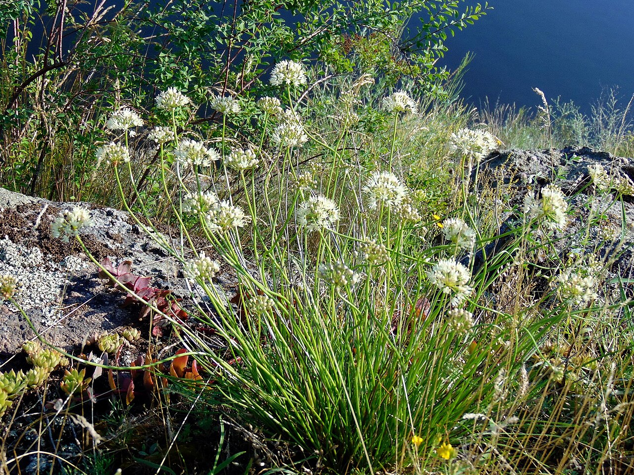 Allium flavescens: Цибуля жовтіюча (Allium flavescens) — раритетний вид, занесений до Червоного списку рослин Запорізької області. Запорізька область. Запорізьке Правобережжя. Дні