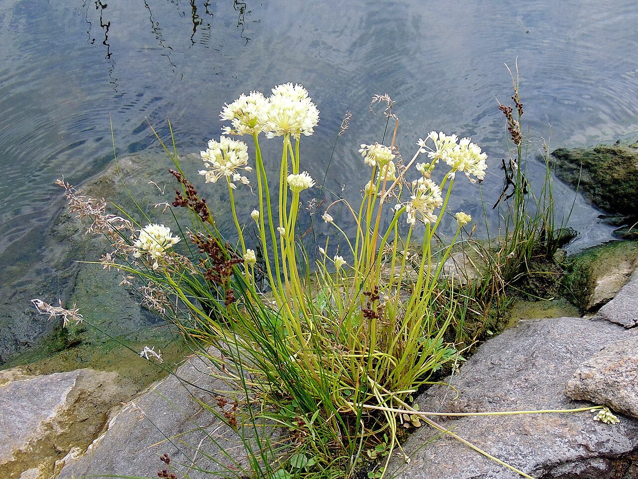 Allium flavescens: Цибуля жовтіюча (Allium flavescens) — раритетний вид, занесений до Червоного списку рослин Запорізької області. Запорізька область. Острів Хортиця. Північна час