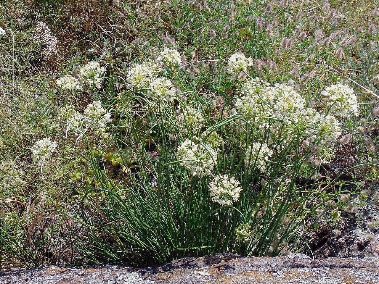 Allium flavescens: Цибуля жовтіюча (Allium flavescens) — раритетний вид, занесений до Червоного списку рослин Запорізької області. Запорізька область. Запорізьке Правобережжя. Дні