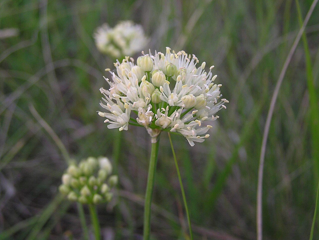 Allium flavescens: Allium flavescens Besser. Habitat: saline steppe. Vicinity of Saratov city, Russia.