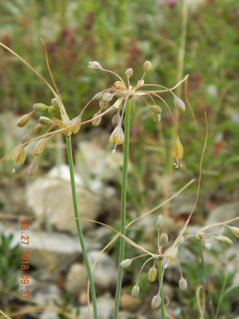 Allium flavum (Allium flavum)