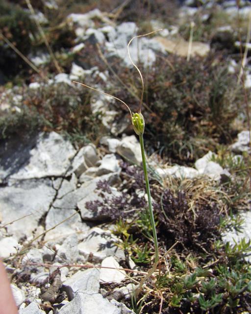 Allium flavum: (en) Allium flavum , a photography originating of the internet site http://sophy.u-3mrs.fr/ . The accord of the autor, H. Brisse, is here . (fr) Allium flavum ,