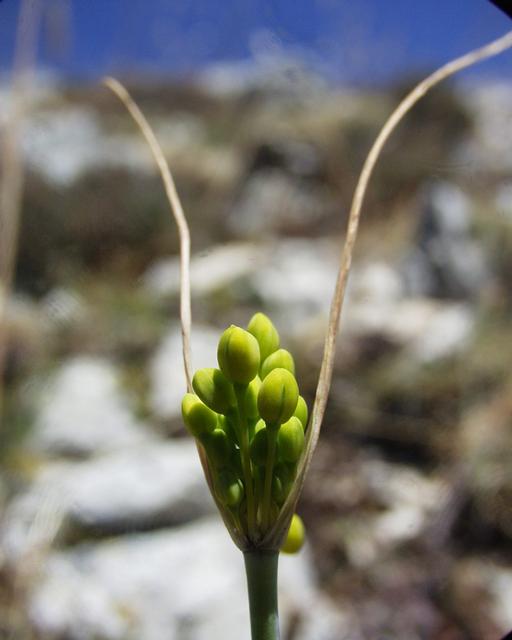 Allium flavum: (en) Allium flavum , a photography originating of the internet site http://sophy.u-3mrs.fr/ . The accord of the autor, H. Brisse, is here . (fr) Allium flavum ,