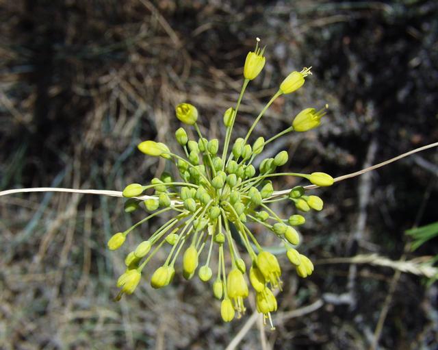 Allium flavum: (en) Allium flavum , a photography originating of the internet site http://sophy.u-3mrs.fr/ . The accord of the autor, H. Brisse, is here . (fr) Allium flavum ,