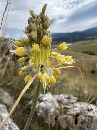 Allium flavum (Allium flavum)