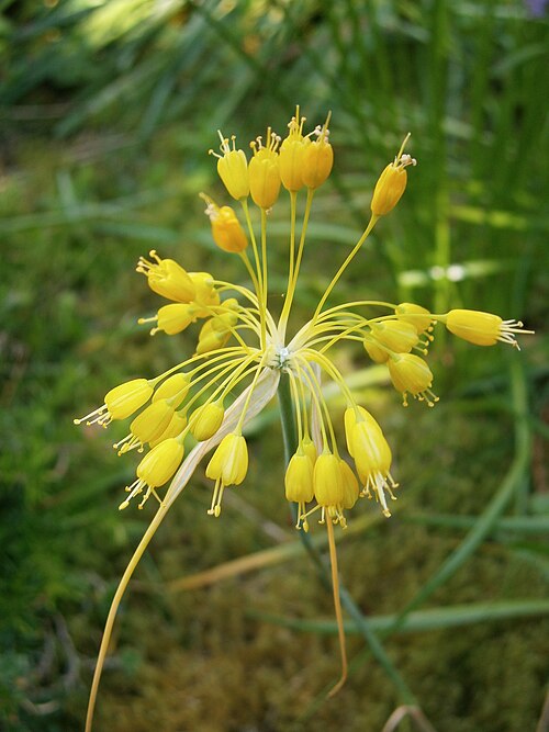 Allium flavum: Allium flavum