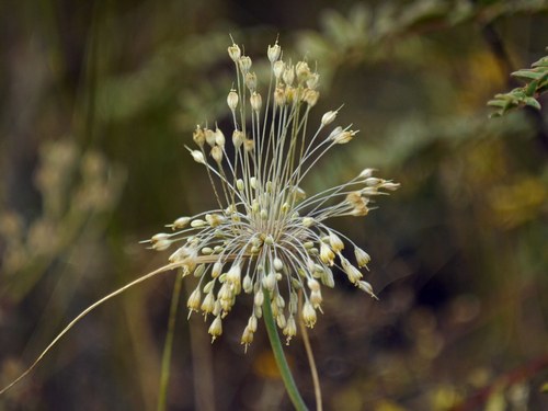 Allium flavum (Allium flavum)