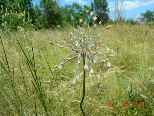 Allium flavum (Allium flavum)