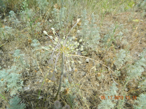 Allium flavum (Allium flavum)