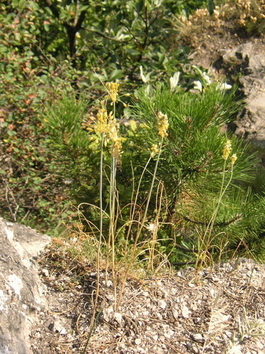 Allium flavum (Allium flavum)
